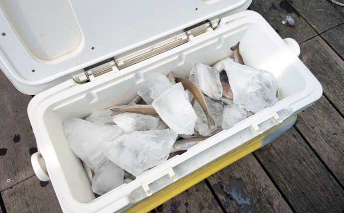 「投げずに船下狙いだけ」で東京湾の船シロギス釣りに挑戦【荒川屋】天秤仕掛けでキス約70匹！