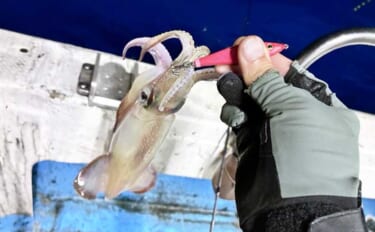 今季好調だった響灘イカメタルがクロマグロの影響で失速？　渋い状況を攻略…