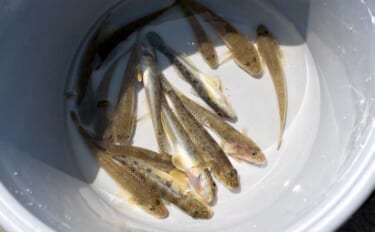 「ちょい投げハゼ釣り」を楽しもう！ 【タックル・仕掛け・エサ・釣り方を…
