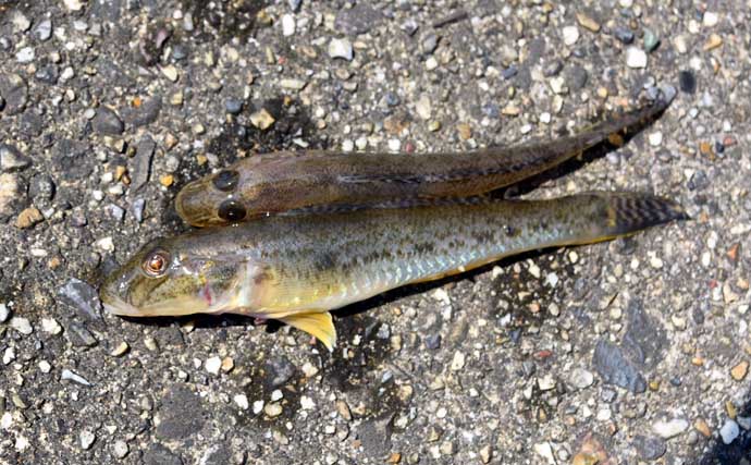 「ちょい投げハゼ釣り」を楽しもう！ 【タックル・仕掛け・エサ・釣り方を解説】