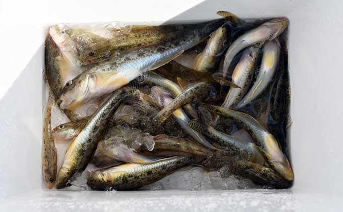 「ちょい投げハゼ釣り」を楽しもう！ 【タックル・仕掛け・エサ・釣り方を解説】