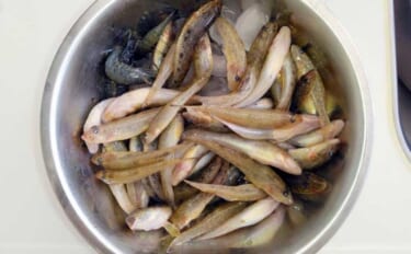 木曽川でのちょい投げ釣りでマハゼ連発【愛知】大きめのエサは良型率が高い…