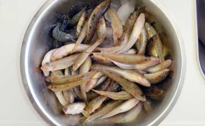 木曽川でのちょい投げ釣りでマハゼ連発【愛知】大きめのエサは良型率が高い？
