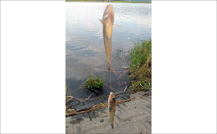 木曽川でのちょい投げ釣りでマハゼ連発【愛知】大きめのエサは良型率が高い？