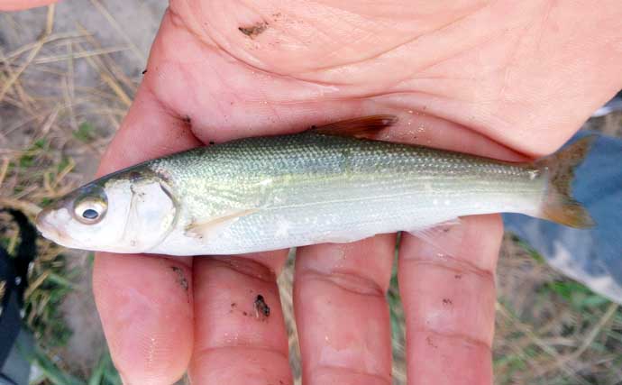 木曽川でのちょい投げ釣りでマハゼ連発【愛知】大きめのエサは良型率が高い？