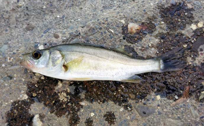木曽川でのちょい投げ釣りでマハゼ連発【愛知】大きめのエサは良型率が高い？