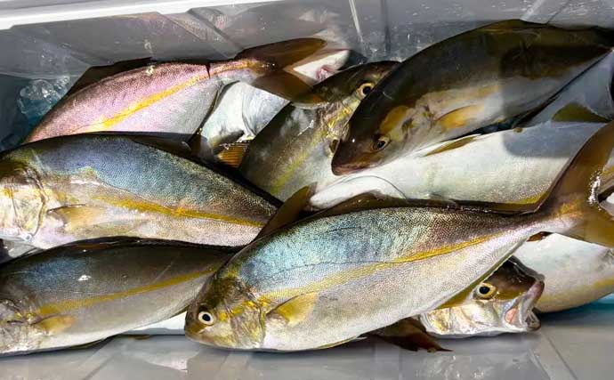 50cm超えオオモンハタ！スイミングでのロックゲームでGET【沖釣り釣果速報5選・三重】