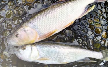 琵琶湖湖北エリア河川で「ハス」が爆釣！ 超高活性で持参した全ルアーにヒ…