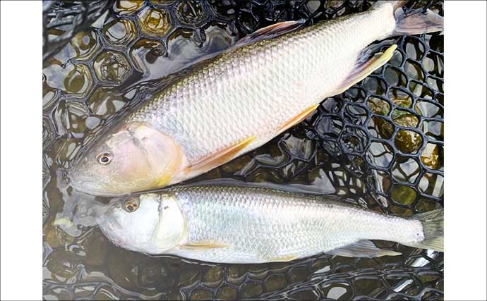 琵琶湖湖北エリア河川で「ハス」が爆釣！ 超高活性で持参した全ルアーにヒット
