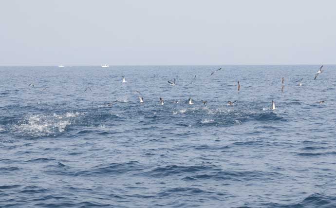 夏の相模湾でキハダマグロとカツオの季節！ コマセ釣り入門解説