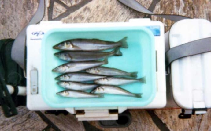 我入道海岸での投げ釣りでシロギス9尾を手中【静岡】サイズは中型が中心