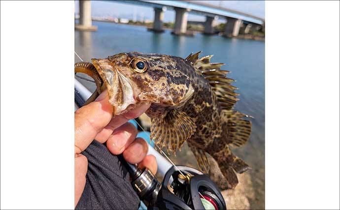 若松運河の遊歩道で28cmアラカブにタケノコメバルと対面【福岡】ベイトタックルで挑戦