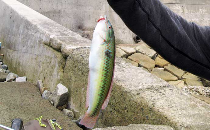 キューセンの投げ釣り攻略法を徹底解説　キス釣りタックルで楽しむ仕掛け＆釣り方