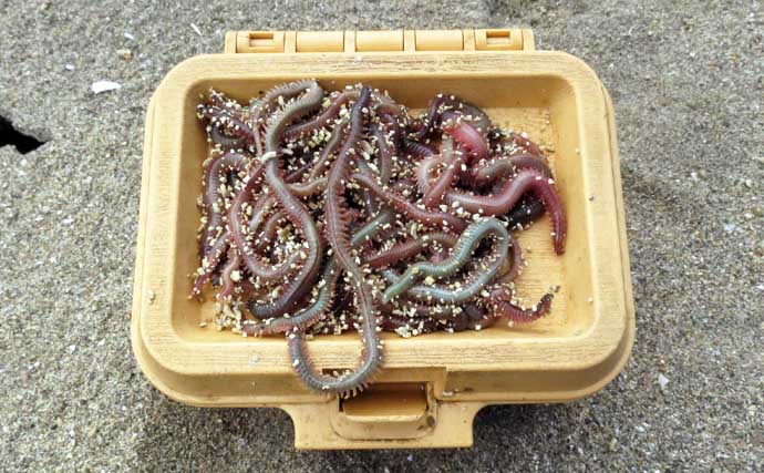 キューセンの投げ釣り攻略法を徹底解説　キス釣りタックルで楽しむ仕掛け＆釣り方
