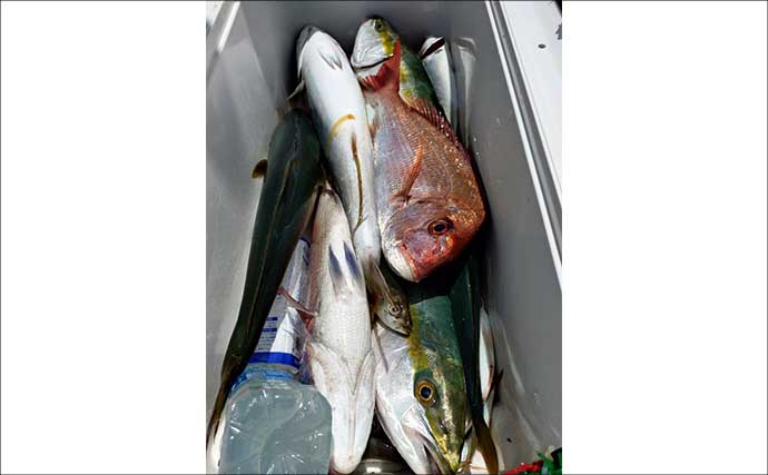 レンタルボートでのファミリーフィッシングで多彩魚種【船のエサ釣り最新情報7選・三重】