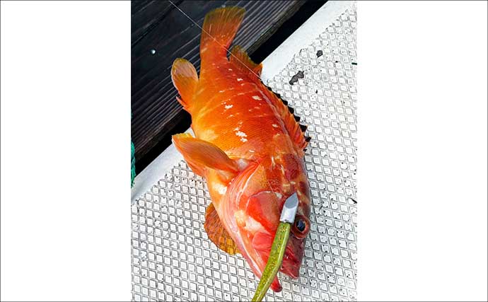 伊豆のロックフィッシュ船でアカハタ連発！【富戸】 ワインドで36cm良型＆まさかのヒラメも登場