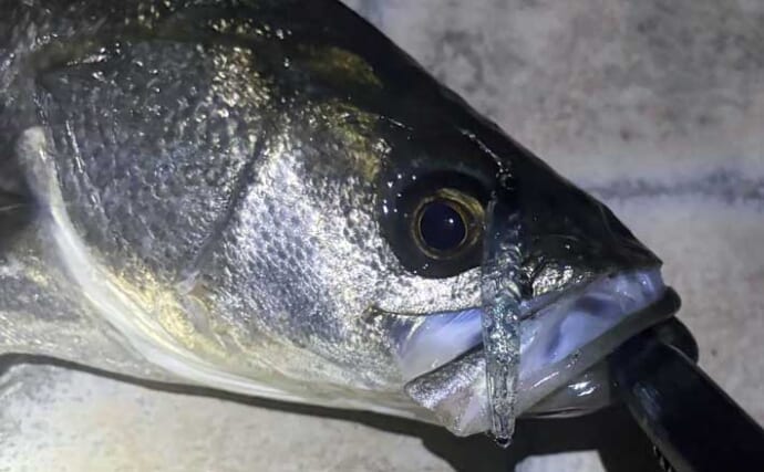 晩夏～初秋の大阪湾沿岸の釣りものを紹介　タチウオとアオリイカは外せない？