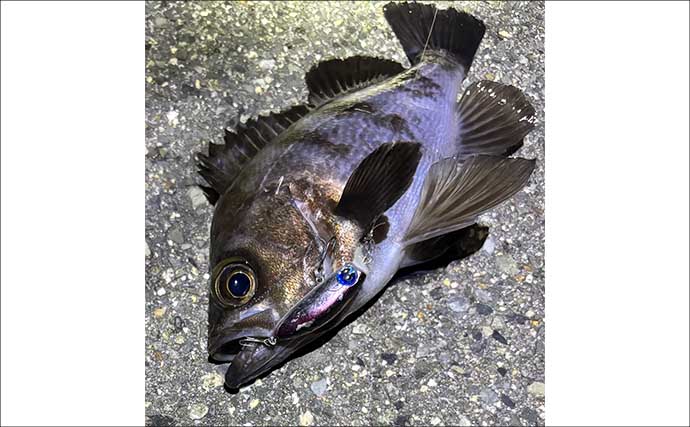 晩夏～初秋の大阪湾沿岸の釣りものを紹介　タチウオとアオリイカは外せない？