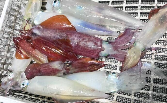 明るい時間はマダイで夜はヤリイカ53杯【響灘】夏の船釣りをガッツリ満喫！