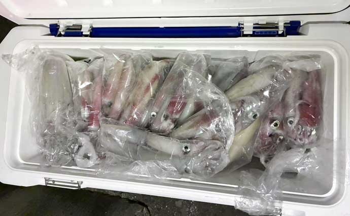 明るい時間はマダイで夜はヤリイカ53杯【響灘】夏の船釣りをガッツリ満喫！