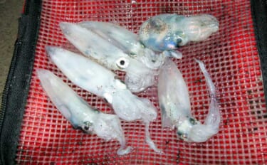 ベイカのウキ釣り完全攻略！ 仕掛け・エサ・タナ・釣り方を徹底解説