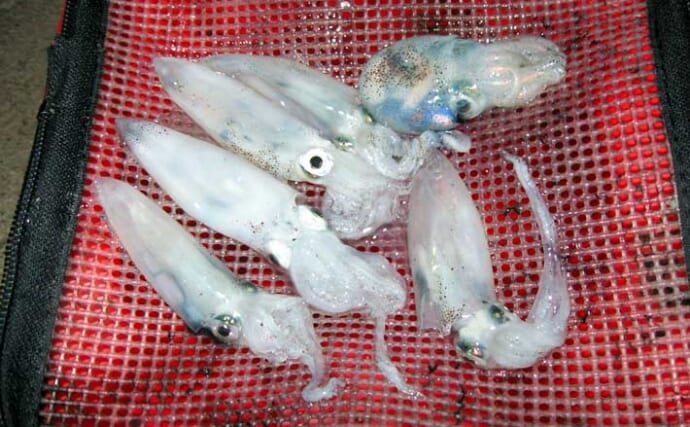 ベイカのウキ釣り完全攻略！ 仕掛け・エサ・タナ・釣り方を徹底解説