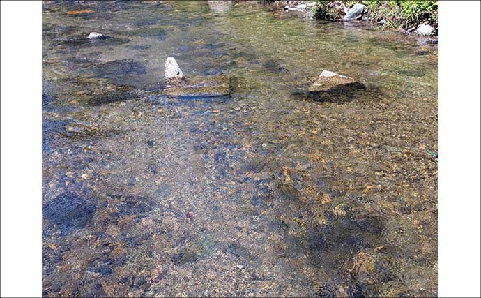 減水河川のアユイングで狙い的中！【京都】水深10cm未満の激浅ポイントでナワバリ鮎がヒット