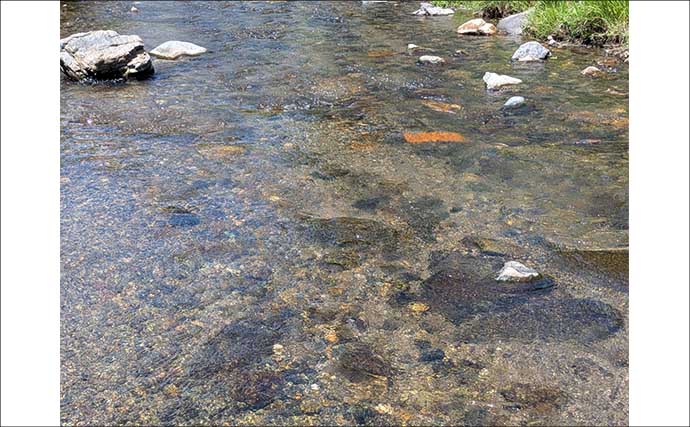 減水河川のアユイングで狙い的中！【京都】水深10cm未満の激浅ポイントでナワバリ鮎がヒット