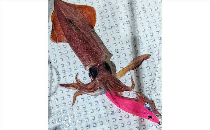 イカメタルで良型狙い＆食い渋り攻略なら「オモリグ」で決まり　アタリの取り方のコツとは？