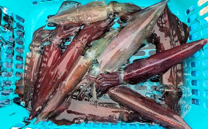 イカメタルで良型狙い＆食い渋り攻略なら「オモリグ」で決まり　アタリの取り方のコツとは？