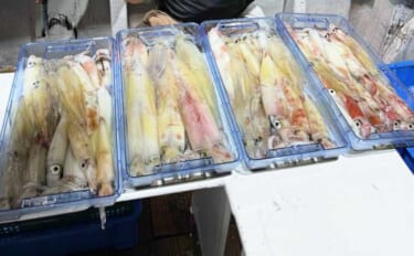 半夜便でマイカ（ケンサキ）爆釣！好調継続中【沖釣り釣果速報7選・北陸】
