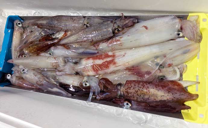 半夜便でマイカ（ケンサキ）爆釣！好調継続中【沖釣り釣果速報7選・北陸】
