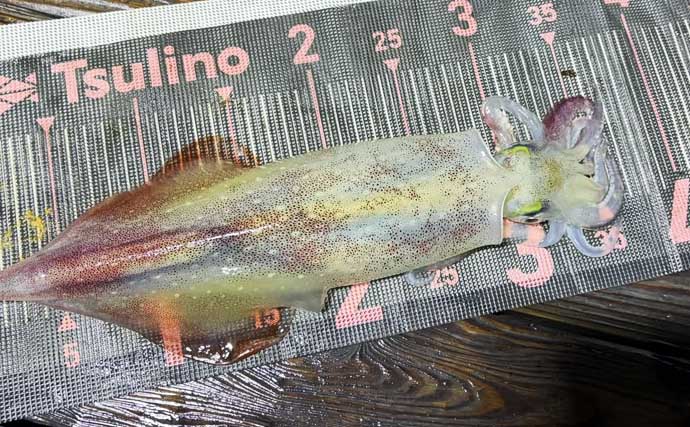 エビングで37.1kgメバチ（マグロ）が堂々浮上！【沖のルアー釣果速報10選・三重】