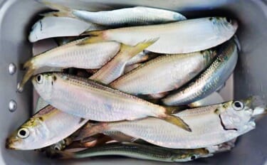 まきエサなしでサッパが鈴なり【三重】堤防「ジグサビキ」釣りで入れ食いを…