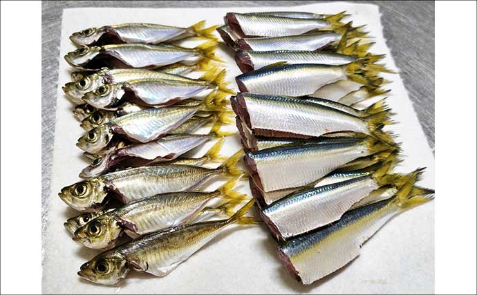 まきエサなしでサッパが鈴なり【三重】堤防「ジグサビキ」釣りで入れ食いを満喫！