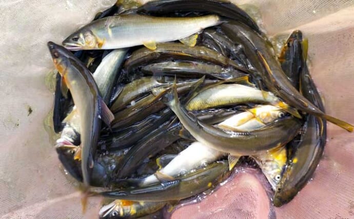 人気トモ釣り河川「桂川」でアユ34尾拾い釣り【山梨】小場所をピンポイントで狙い攻略