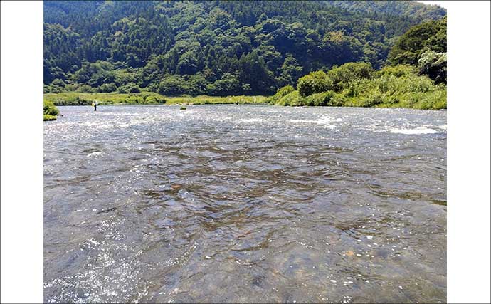 人気トモ釣り河川「桂川」でアユ34尾拾い釣り【山梨】小場所をピンポイントで狙い攻略