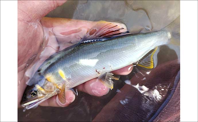 人気トモ釣り河川「桂川」でアユ34尾拾い釣り【山梨】小場所をピンポイントで狙い攻略