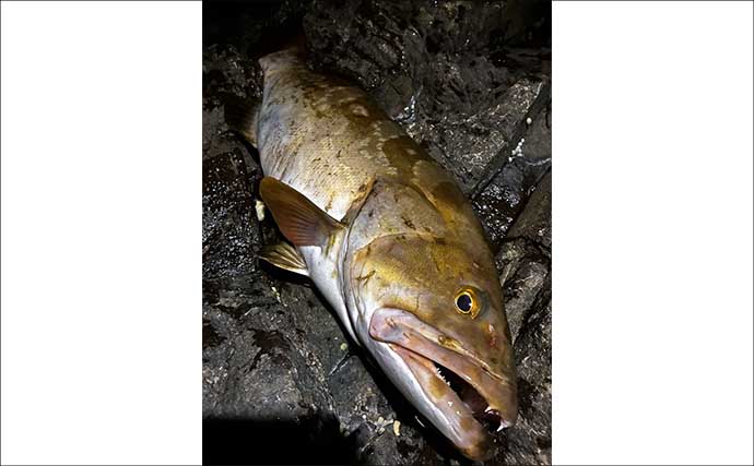 仕掛けを回収しようとした瞬間にクエがヒット！　手持ちスタイルで3.86kgをキャッチ