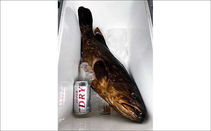 仕掛けを回収しようとした瞬間にクエがヒット！　手持ちスタイルで3.86kgをキャッチ