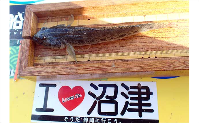 青潮直後の江戸川放水路でハゼ釣り【千葉】夫婦で100匹超え＆13.5cm良型も登場！