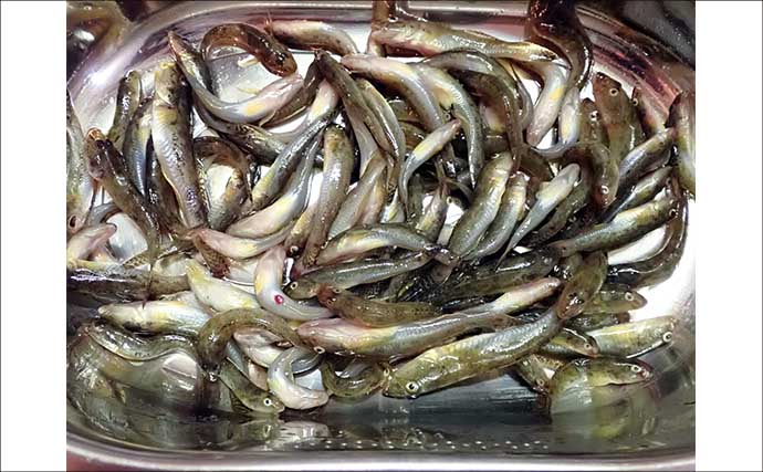 青潮直後の江戸川放水路でハゼ釣り【千葉】夫婦で100匹超え＆13.5cm良型も登場！