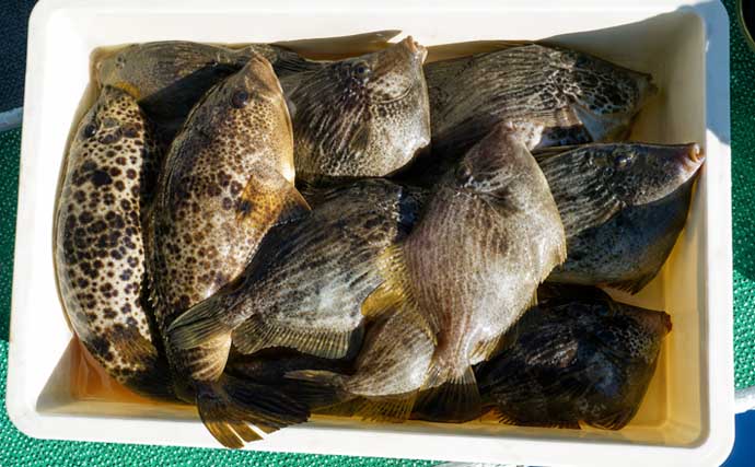 9月から秋カワハギ釣りがいよいよ開幕！「知ればもっと船釣りが楽しくなる」特選情報9選【中部】