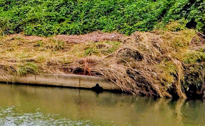 記録的大雨後の千葉河川でまさかの85cmランカーシーバス＆60cmヒラスズキ登場！