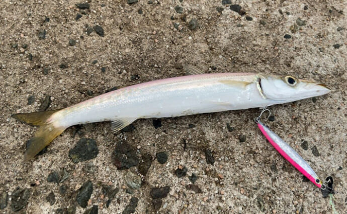 「1週間後に行ってもまた爆釣！」 朝マヅメの堤防で30cm超えカマスが連発【山陰】