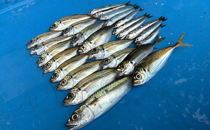 サビキ釣りで「大阪南港魚つり園」を満喫！ 夕マヅメに入れ食いタイム到来で小アジ125匹