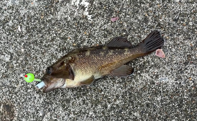 日本最北の有人離島で釣りをしたら「ガヤ」が入れ食いに！【北海道・礼文島】納竿間際には良型アイナメも登場