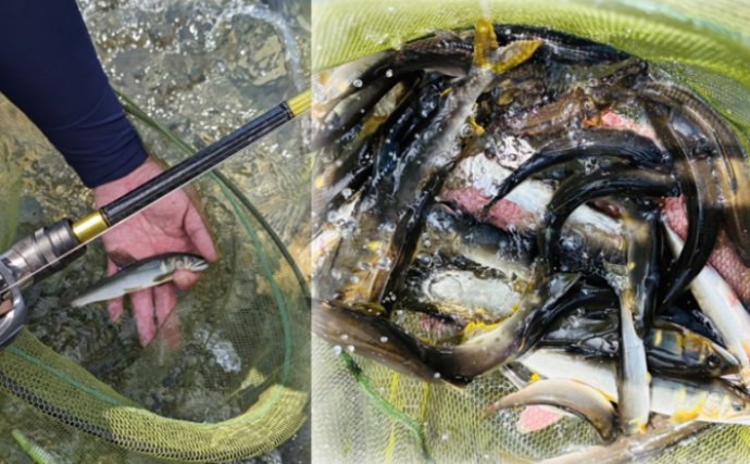 アユルアー釣行で40匹の爆釣！【滋賀】 好釣果を支えたロングロッドの威力とは？