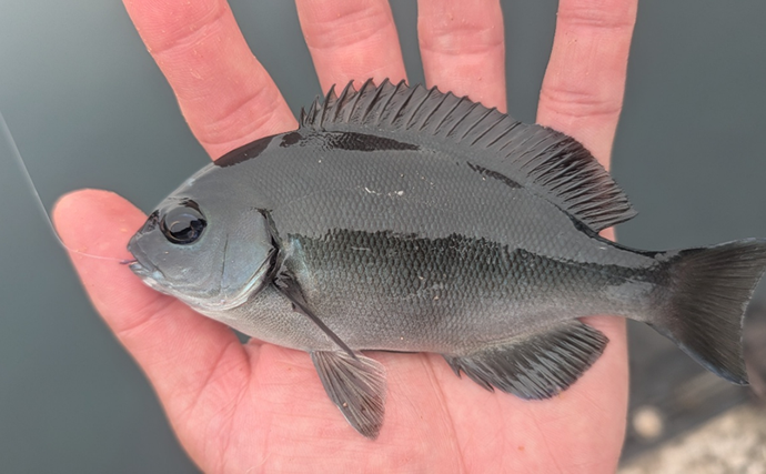 のべ竿一本で堤防釣りを満喫【安良里漁港】メジナにアジなど10魚種をキャッチ