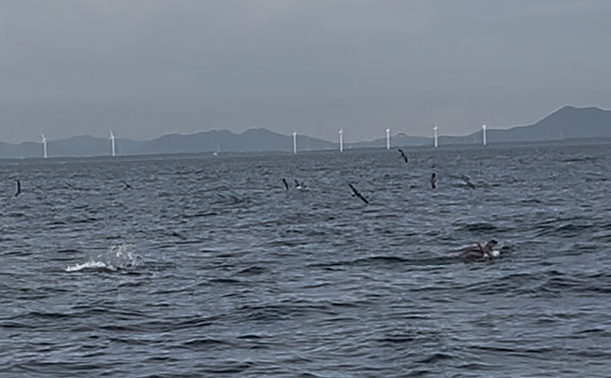 新釣法「タテジギング」で青物を攻略！ タテ釣り×ジギングでサゴシにハマチを好捕